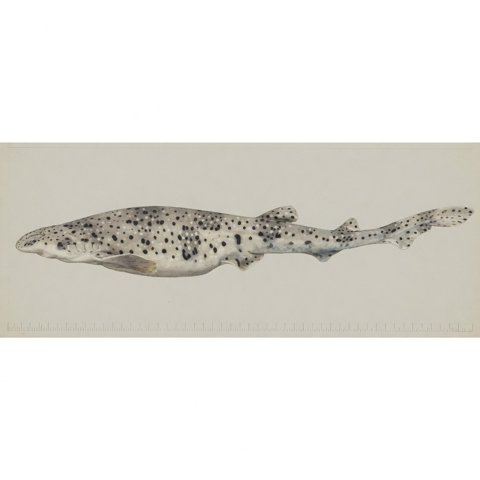 Generated editorial rendering of Scyliorhinus cabofriensis using the PocketShark reference-assisted workflow, shown in lateral specimen-board profile; not to scale.