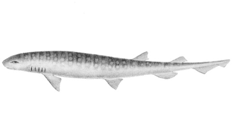 Historical plate of Scyliorhinus capensis from The Fishes of India; not to scale.