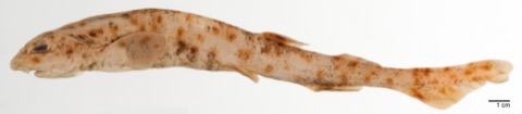 Museum specimen image of Scyliorhinus garmani; not to scale.