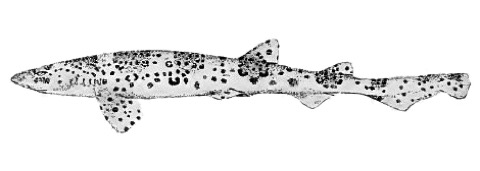 Historical illustration of Scyliorhinus haeckelii in lateral view; not to scale.