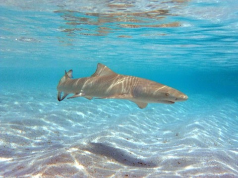 Sicklefin lemon shark underwater photograph showing the broad head and robust body; not to scale.
