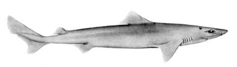 Historic smallfin gulper shark reference image showing the narrow body and pointed snout; not to scale.