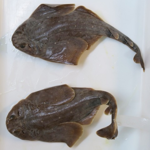 Smoothback angelshark reference image showing the broad flattened body and dorsal spotting; not to scale.