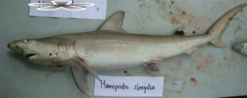 Snaggletooth shark reference photograph showing the long fins and jagged tooth profile; not to scale.