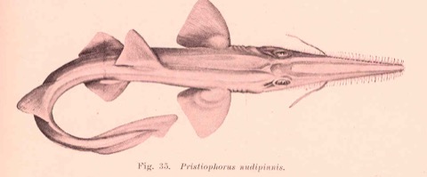 Historic southern sawshark plate showing the toothed rostrum and slender body; not to scale.