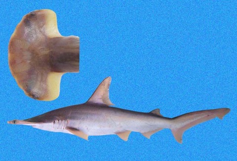 Scalloped bonnethead reference photograph showing the rounded hammer and small dorsal fins; not to scale.