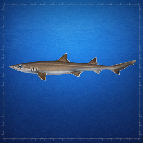Generated editorial rendering of Squalus Acutipinnis using the PocketShark Codex reference-assisted workflow, shown in lateral specimen-board profile; not to scale.