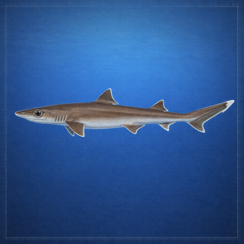 Generated editorial rendering of Squalus Albicaudus using the PocketShark Codex reference-assisted workflow, shown in lateral specimen-board profile; not to scale.