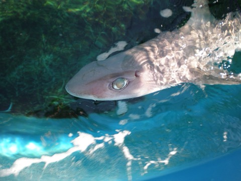 Squalus bucephalus photographed alive in aquarium holding conditions; not to scale.