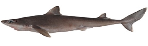 Squalus chloroculus specimen profile from the Australian National Fish Collection; not to scale.