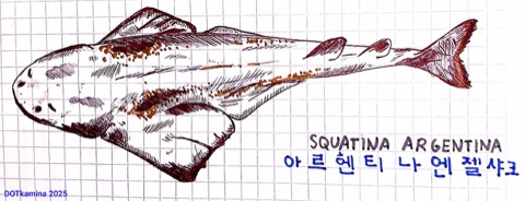 Argentine angel shark photograph showing the flattened body and broad pectoral fins; not to scale.