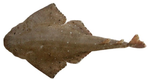 Australian angelshark specimen profile from the Australian National Fish Collection; not to scale.