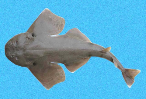 Specimen photograph of Squatina heteroptera; not to scale.