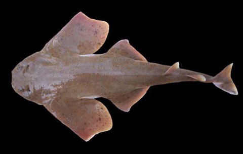 Specimen photograph of Squatina mexicana; not to scale.