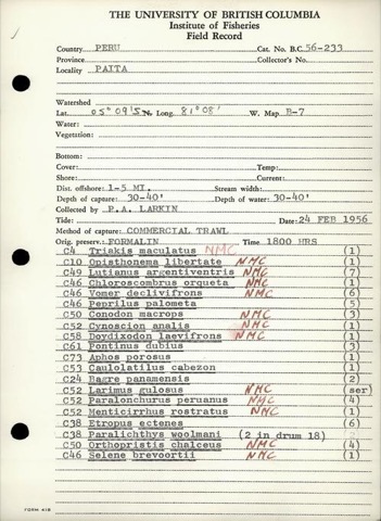 Museum specimen photograph of Triakis maculata in lateral view; not to scale.