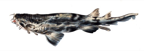 Historical illustration of Triakis scyllium in lateral view; not to scale.