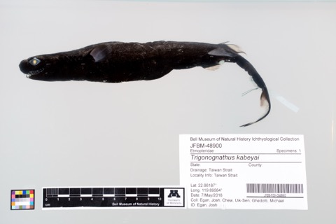 Bell Museum specimen photograph of Trigonognathus kabeyai in lateral view; not to scale.