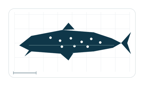 Silhouette study emphasizing the broad filter-feeding body and spotted pattern reference; not to scale.
