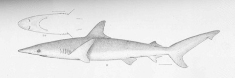 Historic whitenose shark type specimen image from Panama; not to scale.