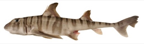 Zebra bullhead shark reference photograph showing the stout head and banded juvenile-style pattern; not to scale.